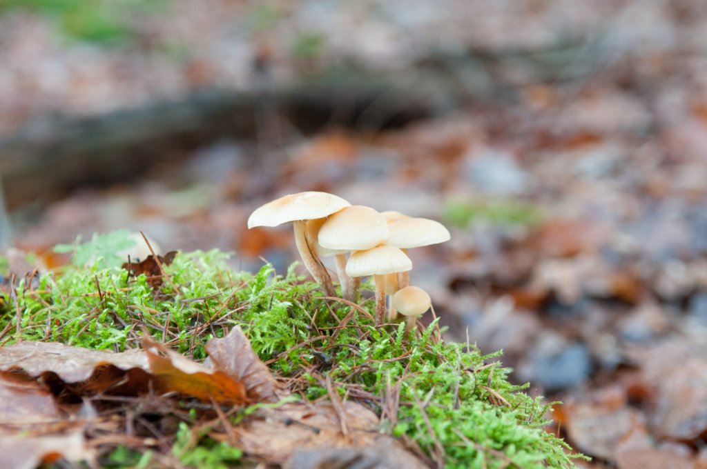 apeldoorn_009.jpg
