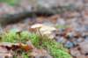 apeldoorn_009_small.jpg