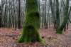 arnhemprrheden_007_small.jpg