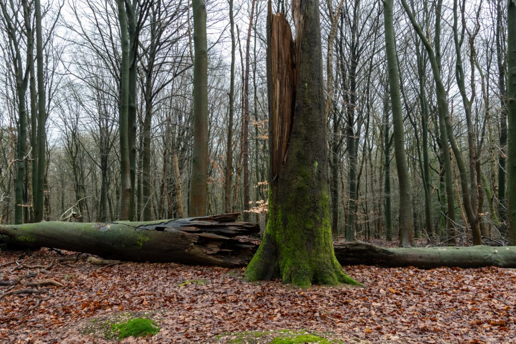 arnhemprrheden_009.jpg
