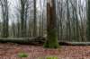 arnhemprrheden_009_small.jpg
