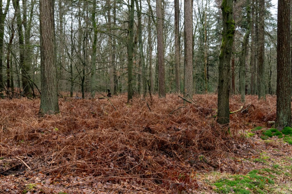 arnhemprrheden_013.jpg