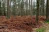 arnhemprrheden_013_small.jpg