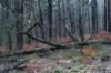 arnhemprrheden_021_small.jpg