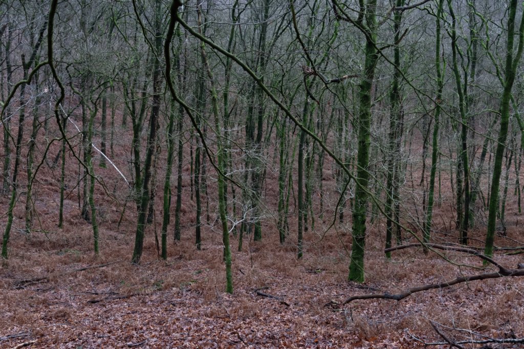 arnhemprrheden_032.jpg