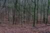 arnhemprrheden_032_small.jpg