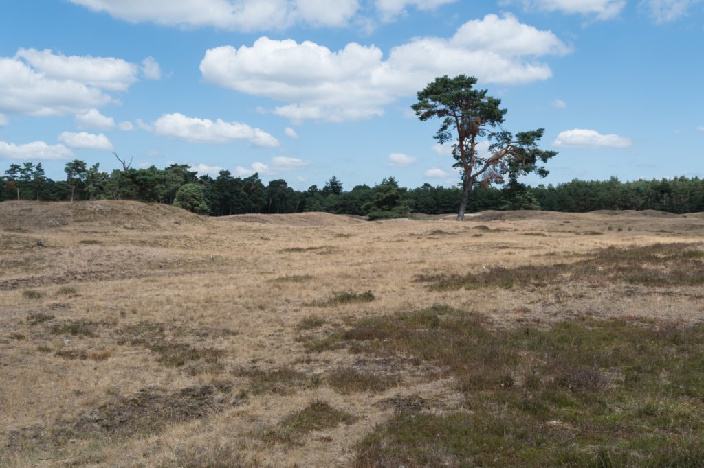 driebergenrond_013.jpg