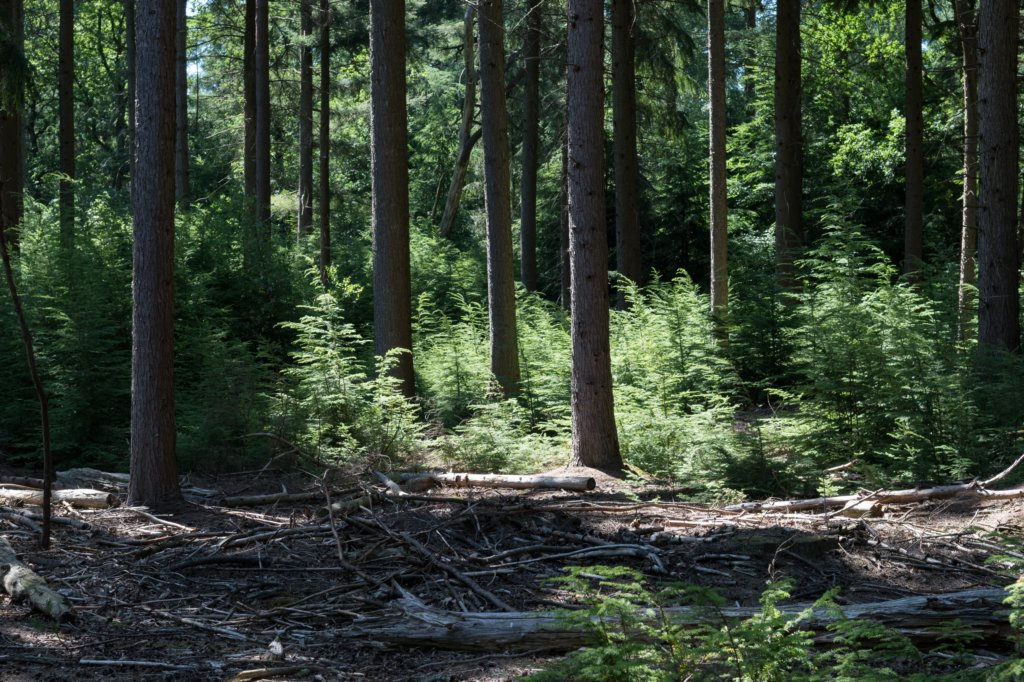 driebergenrond_019.jpg