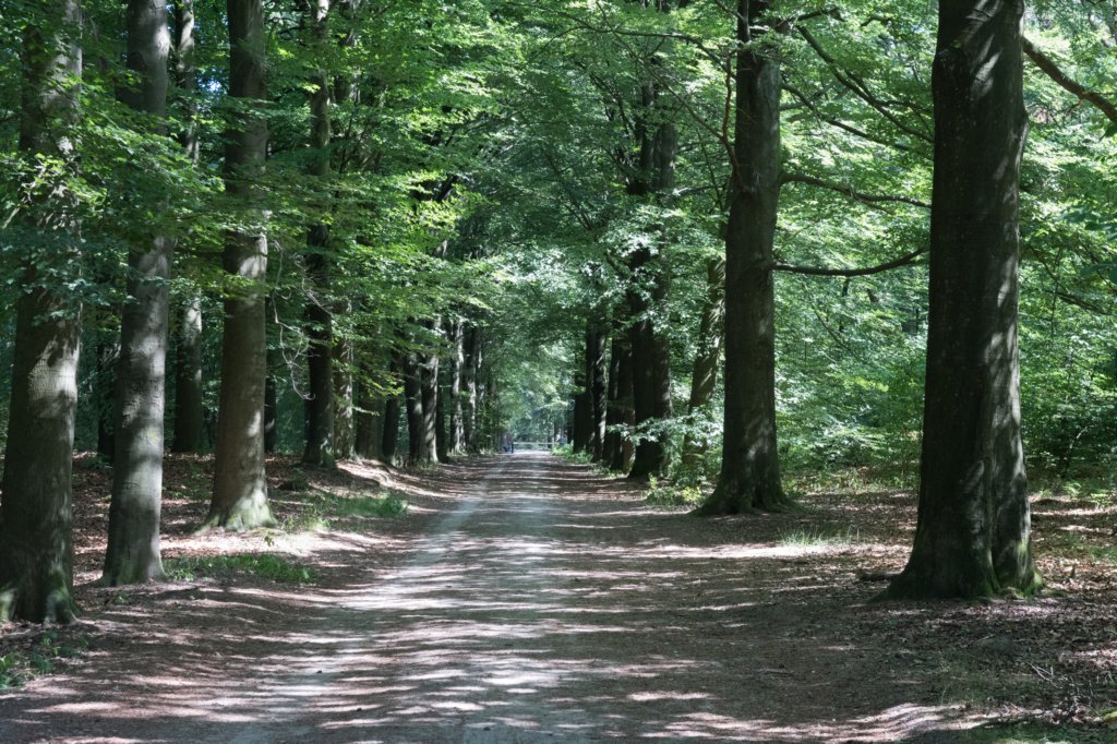 driebergenrond_025.jpg