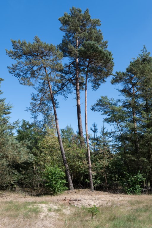 driebergenrond_030.jpg