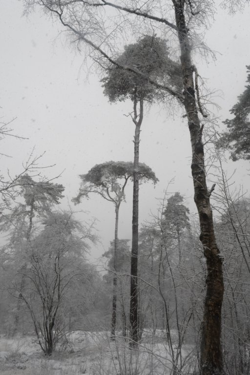 baarn_012.jpg