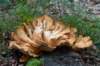 baarn3_001_small.jpg