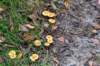 baarn3_003_small.jpg