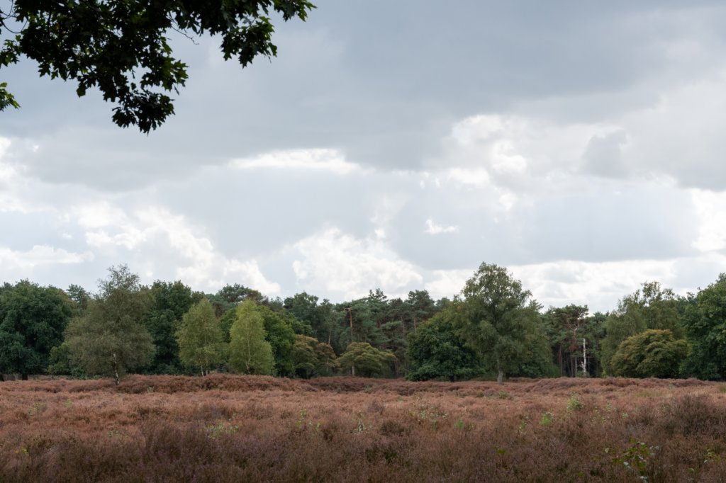 baarn3_005.jpg