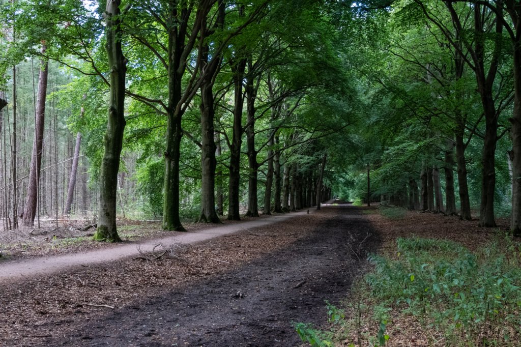 baarn3_009.jpg