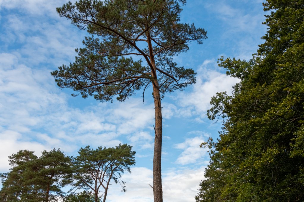 baarn3_012.jpg
