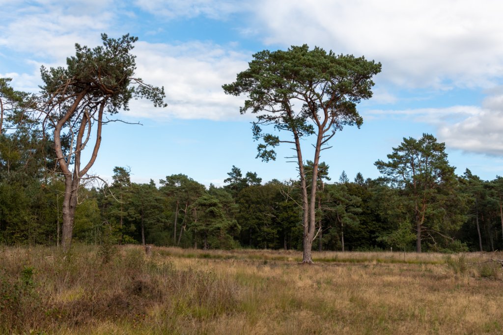 baarn3_013.jpg
