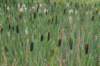 barneveld_007_small.jpg