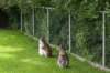 barneveld_013_small.jpg