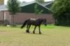 barneveld_014_small.jpg