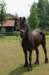 barneveld_015_small.jpg