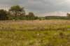 barneveld_026_small.jpg