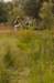 barneveld_035_small.jpg