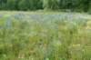 barneveld_042_small.jpg