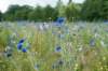 barneveld_043_small.jpg