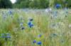 barneveld_044_small.jpg