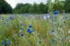 barneveld_045_small.jpg