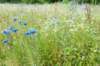 barneveld_046_small.jpg