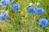 barneveld_047_small.jpg
