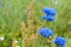 barneveld_048_small.jpg