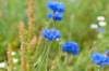 barneveld_049_small.jpg