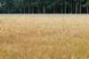 barneveld_050_small.jpg