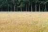 barneveld_051_small.jpg