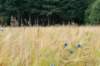barneveld_052_small.jpg