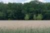 beerschoten_041_small.jpg