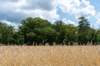 beerschoten_050_small.jpg