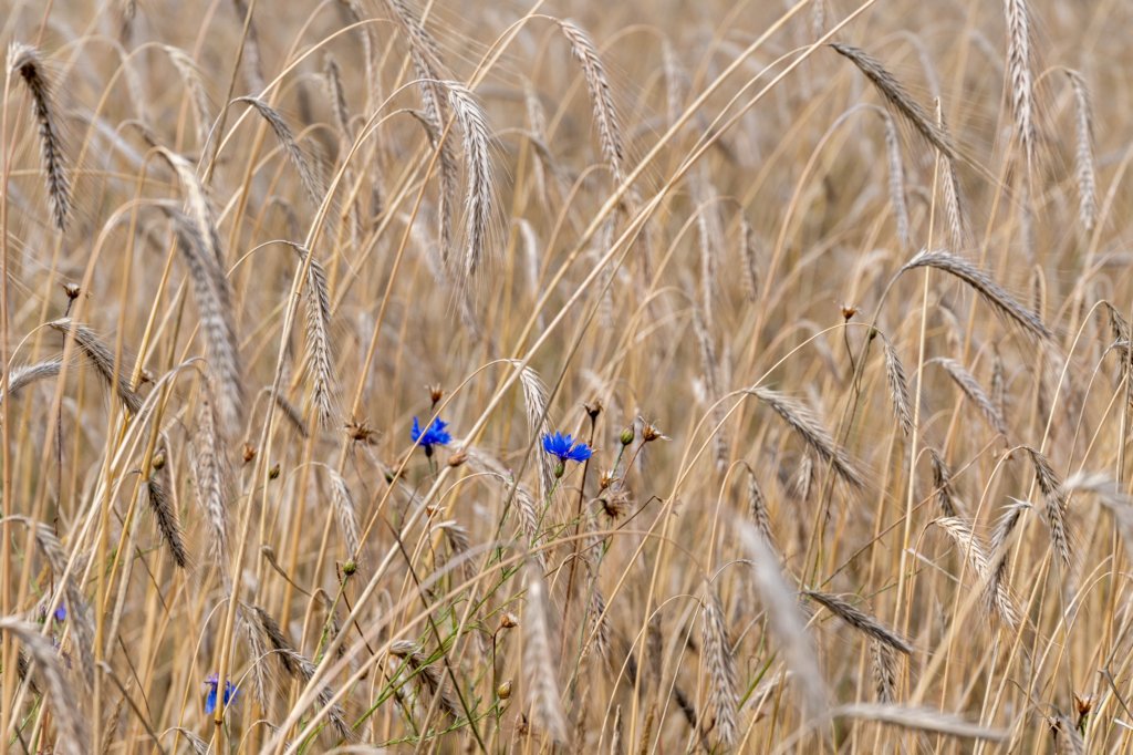 beerschoten_051.jpg
