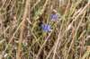 beerschoten_052_small.jpg