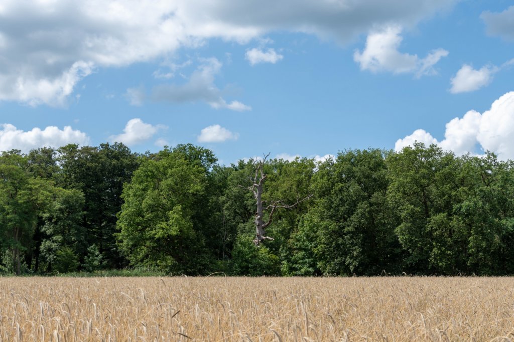beerschoten_053.jpg