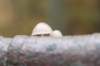 belmonte2_004_small.jpg