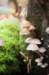 belmonte2_010_small.jpg