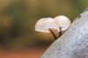 belmonte2_012_small.jpg