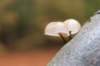 belmonte2_013_small.jpg