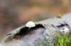 belmonte2_020_small.jpg