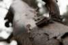 belmonte2_024_small.jpg