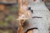 belmonte2_027_small.jpg